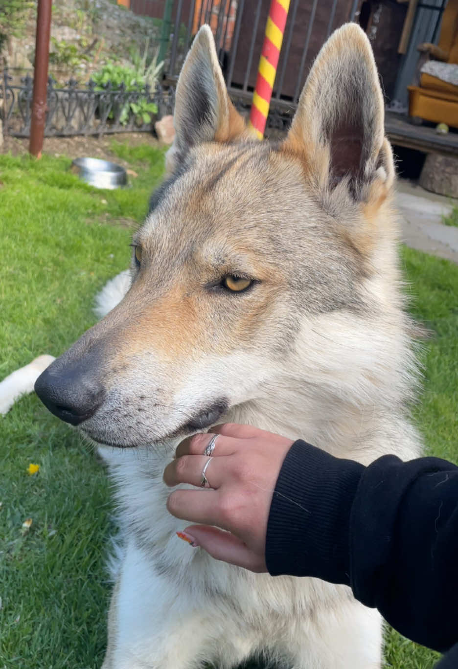 Milujem ho!!!!!  #foryoupageofficiall #foryou #forupage #dog #fyp #foryoupage #czechoslovakianwolfdog #wolfdog #ceskoslovenskyvlcak #ceskoslovenskyvlciak 