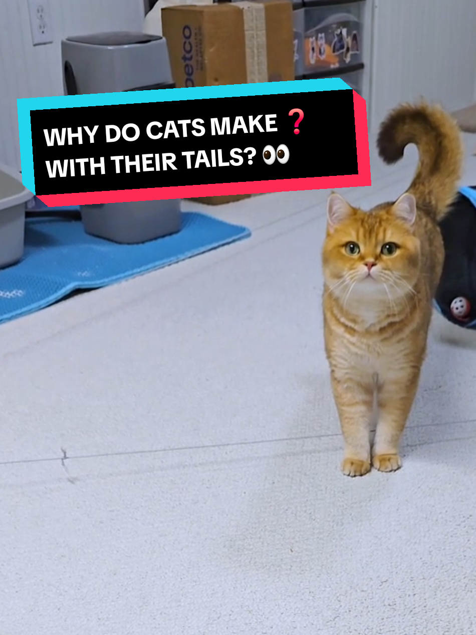 Watson's ❓️tail at the end means 