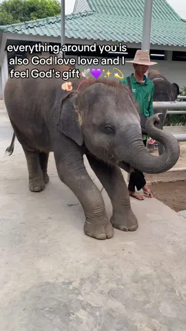 #evolution #quantum #conductor #allah #energy #animals 