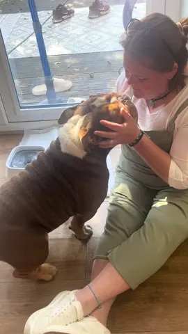 The paw, the kisses, the love 😍😍 #gary #garythebulldog2 #garythebulldog #bulldog #bullsoftiktok #bulldogs #dogsoftiktok #funnytiktok #auntie #englishbulldog #pathetic #Love 