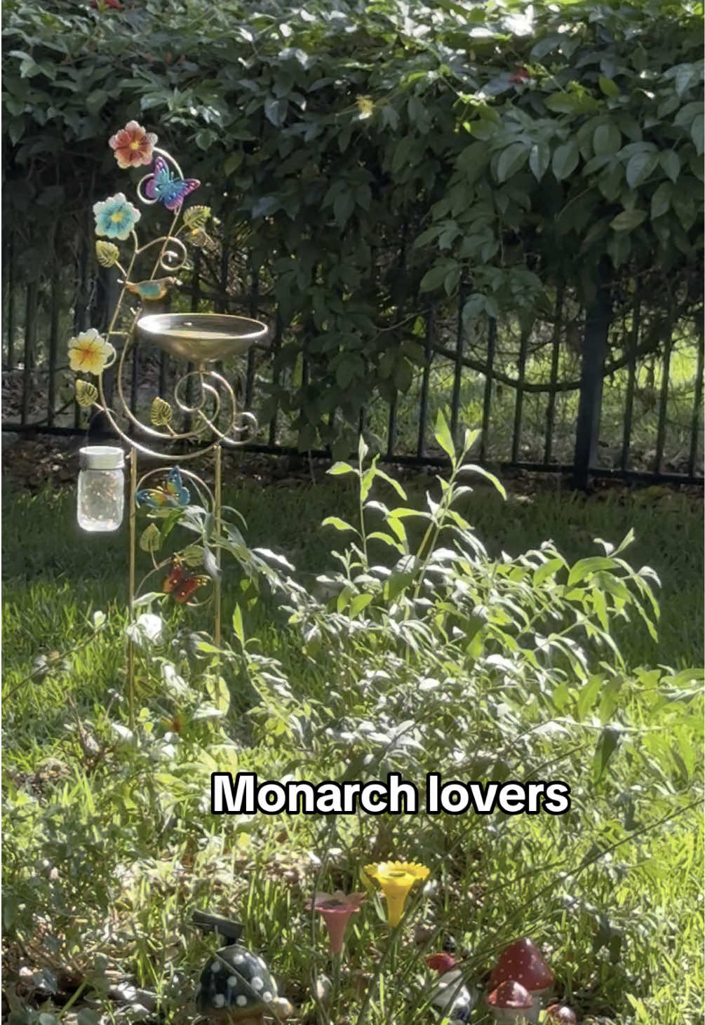 🦋🦋🦋 #monarchs #butterfly #butterflies #nature #wildlife