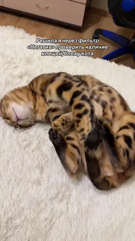Как это красиво 😻  #бенгальскийкот#кот#котРио#bengal#cat#бенгал  