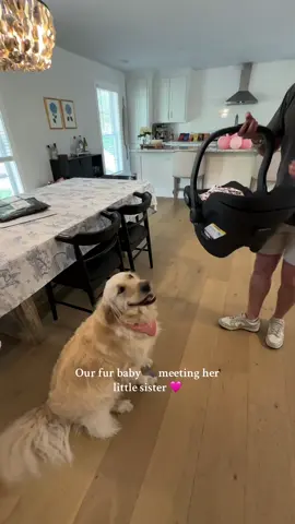 The best reaction 🥹 sweet Daisy was SO protective over me my whole pregnancy and now she’s obsessed with her baby sister! #goldenretriever #dogmeetsbaby #baby #newbaby #babymeetsdog #firstbaby #firsttimemom #newborn 