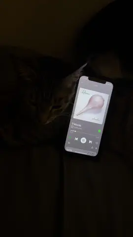 What Deftones song do yall want next?? #thedeftones #deftonesfans #deftoneschinomoreno #chinomoreno #thedeftonesmusic #7wordsdeftones #adrenalinedeftones #sleepycat #deftonescat #cat #tabbycat #fypage 