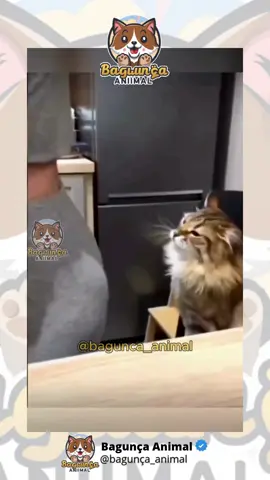 Gatos engraçados! 😂😂😂 . . . . . . . . #gatostiktok #gatosengraçados #gato #viraliza #gatos #viralizarnotiktok #gatossoftiktok #fyp