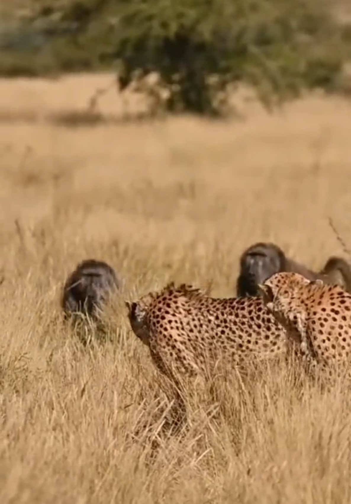 Hungry cheetahs cornered by curious baboons 😳🔥🔥🔥 #fypシ゚ #wildlife #foryoupage #foryou #fyp