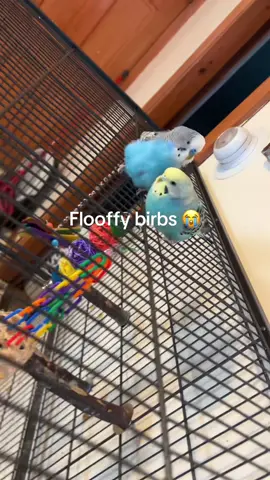 I WANT TO PET THEM SO MUCHH BUT THEY DONT LET ME!!! 😭#fluffybirds #budgies #tamingbudgies #zyxcba #parakeet #animallover #fluffy#floofballs#fluffybugied