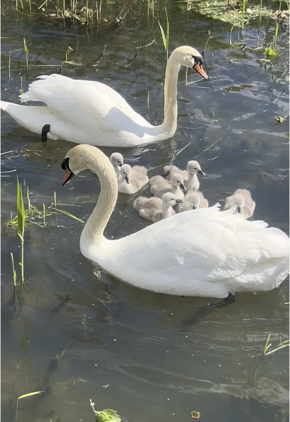 Honey Bunny stretched her wings — and the little ones knew. It was time to leave the nest. One by one, the cygnets plopped into the water and rushed over to Richard, already waiting. The fluffiest parade — all excitement and wobbly confidence. The New River just got a little louder. Every day feels like a new chapter with these seven precious cygnets. A x _ #swandates #cuteness #naturelovers #swanlove #muteswan #swans #muteswans #swan #londonwildlife #swanlake #cygnet #swanqueen #birdlovers #cuteness #capcut #wildlife #birds #nature #ukwildlife #animals #londonnature #pondlife #bbcwildlifemagazine #cuteanimals #naturelover #friends #animalsoftiktok #animalfriends #babygirl #animalsoftiktok #london #londontiktok #perfect #girl #iloveyou #Love #birdsoftiktok #birdtok #babybird #skyisthelimit #viralvideo #viraltiktok #LoveIsLove #nature #animalsoftiktok #animalworld #animals #birds#ViralWildlife #CuteAnimals #TrendingNow #FunnyAnimals #WildlifeTikTok #AnimalVideos #LondonLife #BirdWatching #NatureVibes #ViralVideo #WildlifeDaily #happytime #cinematic #cinematics #familytime 