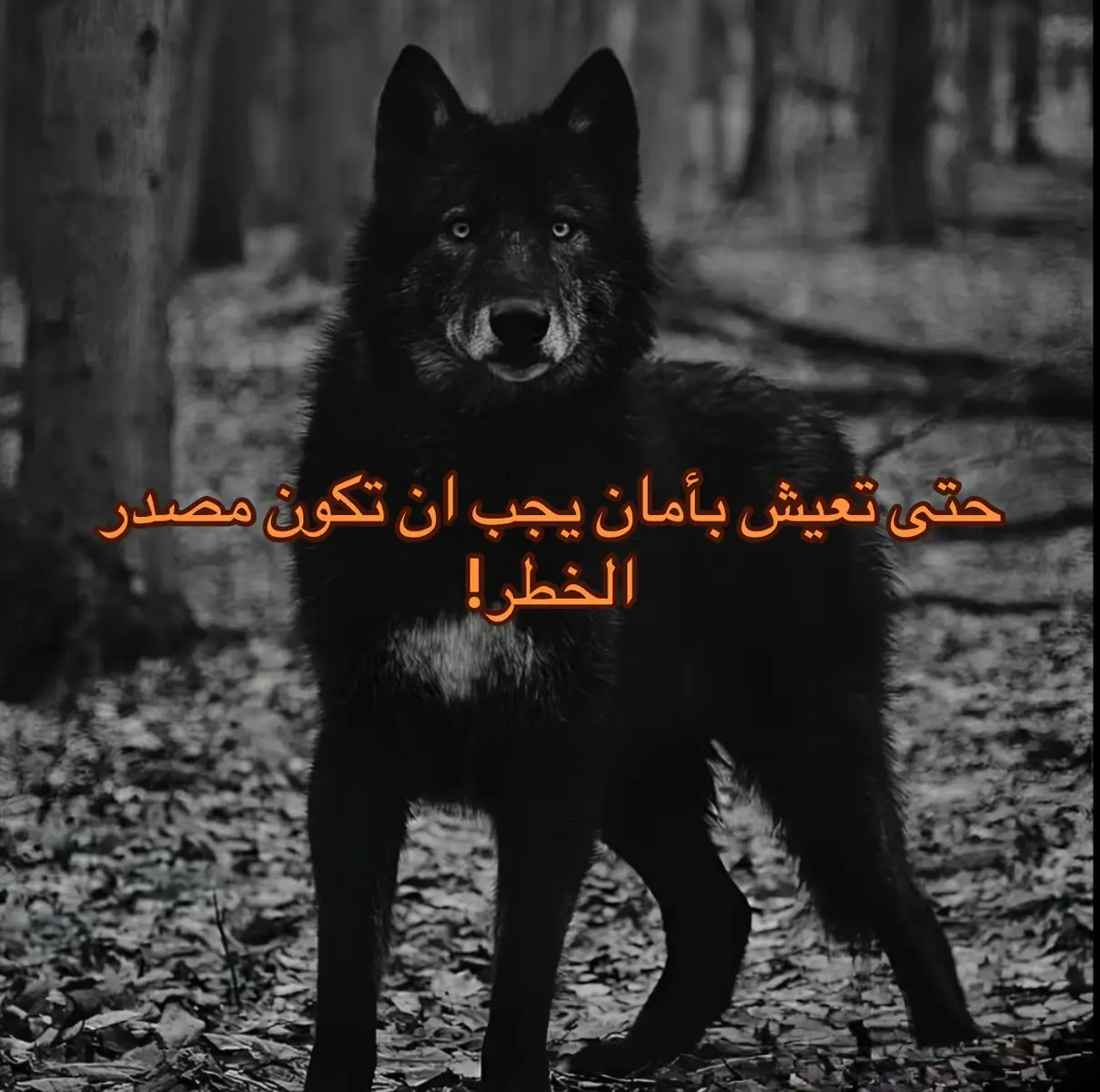 #ذيب #foryoupage #fyp #ليبيا🇱🇾 #طبرق #تصوير 