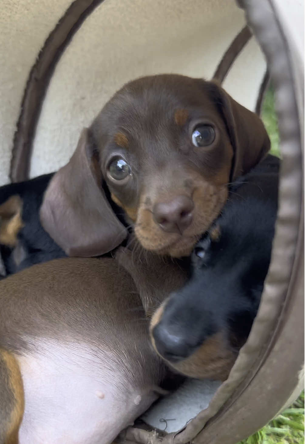 Cuddling sausage dog puppies is medicinal… #puppylove #puppydog #pup #sausagedog #dachshund #dachshundpuppy #doxie #puppylife 