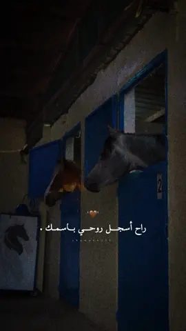 راح اسجل روحي باسمك.🫀♾️✨#راشديةمطنوخة #خيل_وخياله🐎 #fyp #foryou #viral #viralvideo #capcut 