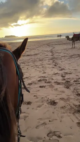 Cette balade avec mon Alexander 🫶🏻❤️ #horse #balade #essaouira #cheval #horserinding #sunset