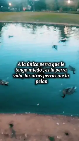 #CapCut #fypツ #maddyGonzaleztiktok  contenido para q no se traumen