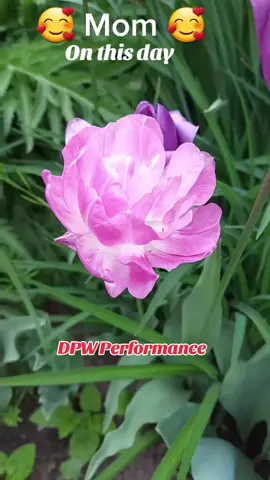 #onthisday This was a surprise one for when I was showing my elderly mom my Tiktoks 😊 #mom #mother #flowers #flowergardens #englishgarden #surprise #plants #Outdoors #outdoor #fyp #dpwperformance #dwal73 