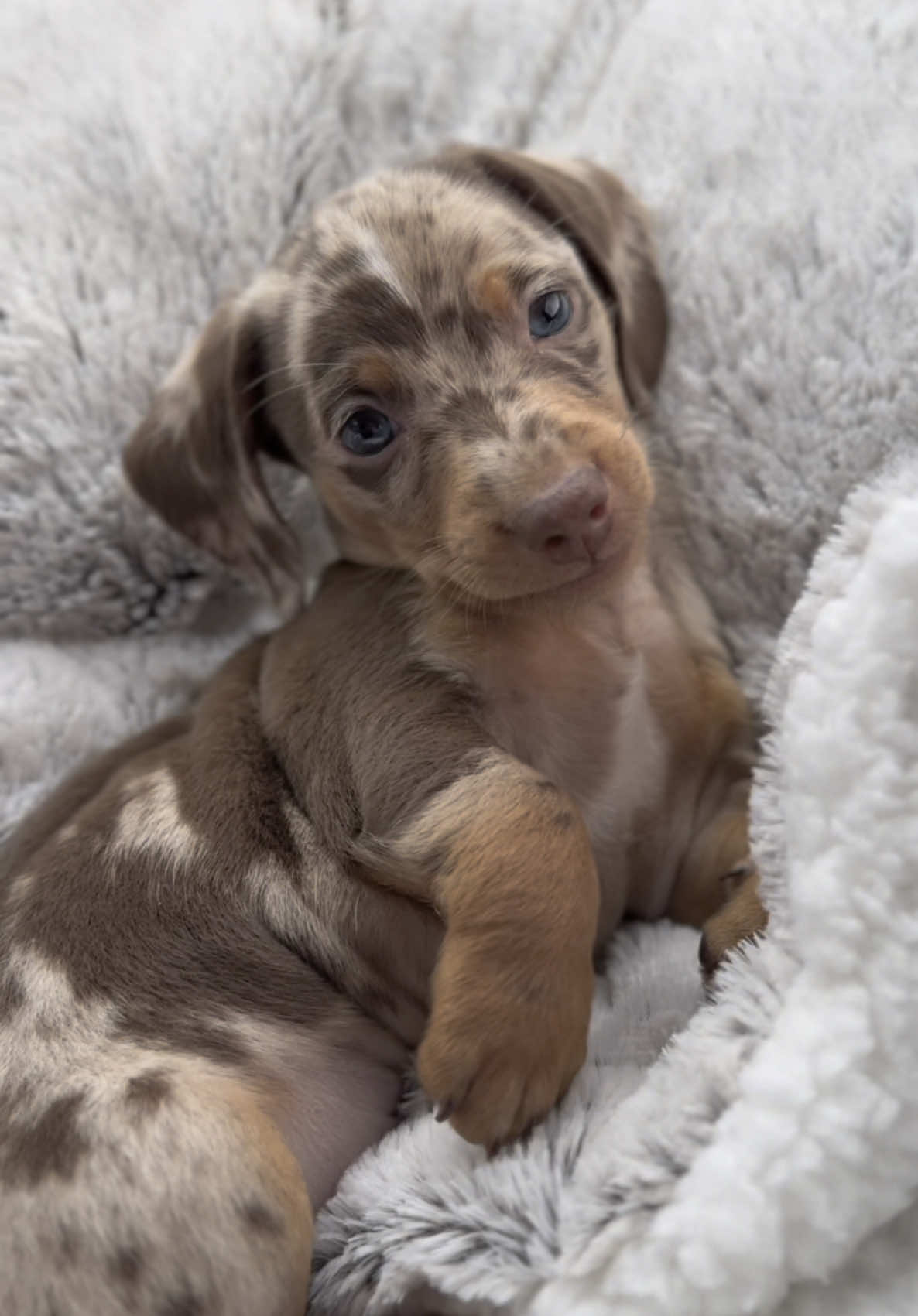 Who we kidding, everybody looks like they love me 😌 #minidachshundpuppy #fyp #wienerdog #minidachshund #cutepuppy 