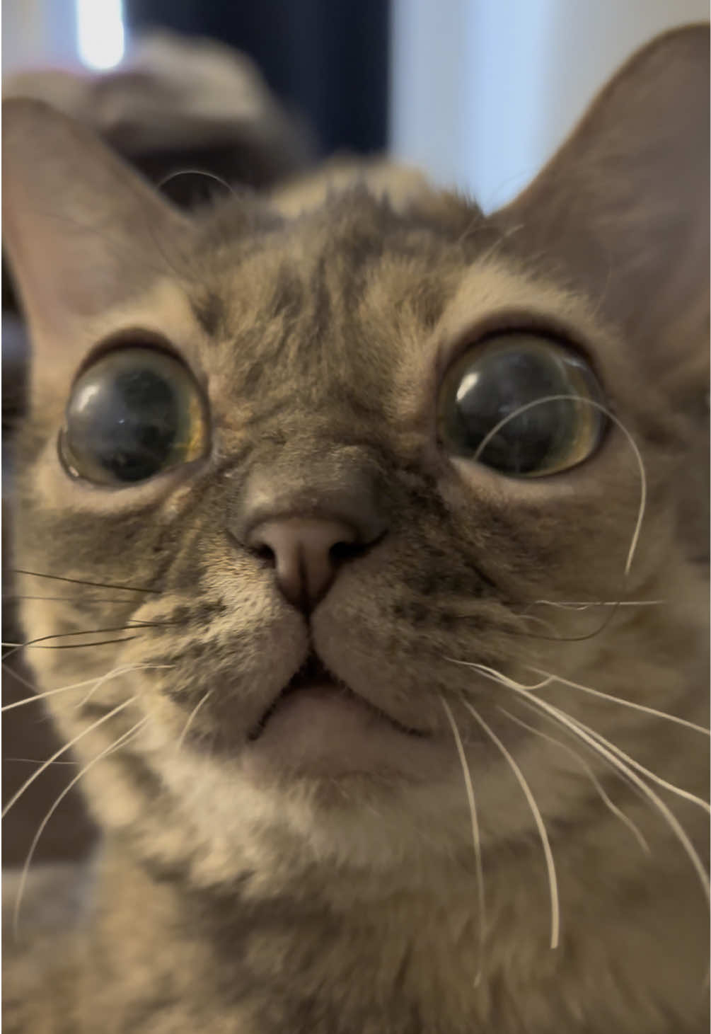 So wise 🥰 #fyp #foryoupage #Gumbus #rescuekitten #kittensoftiktok #rescuecat #catsoftiktok 
