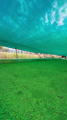 نبات الازولا 🍀🍀