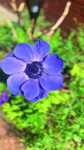 🌺 💜 💙 