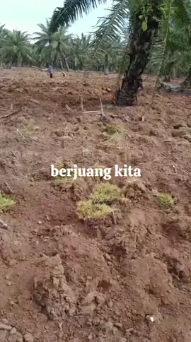 berjuang bersama#adat#ulayat 