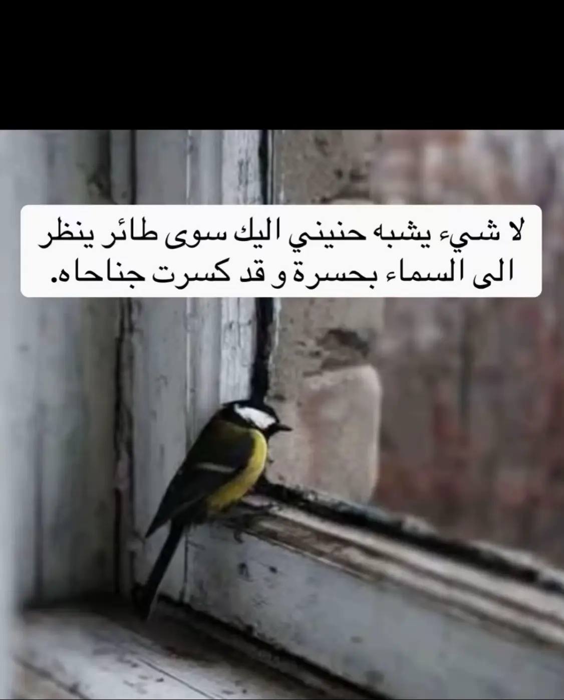 #الشعب_الصيني_ماله_حل😂😂 