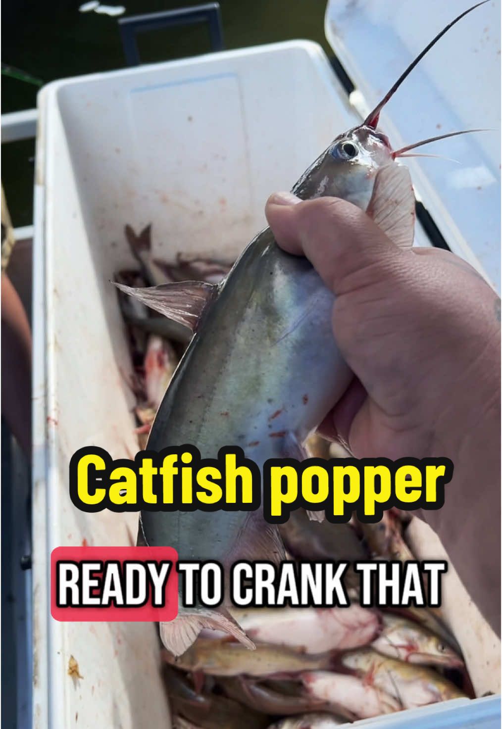 A catfish popper #fyp #catchcleancook #beardedfisherman #fishing #fish 