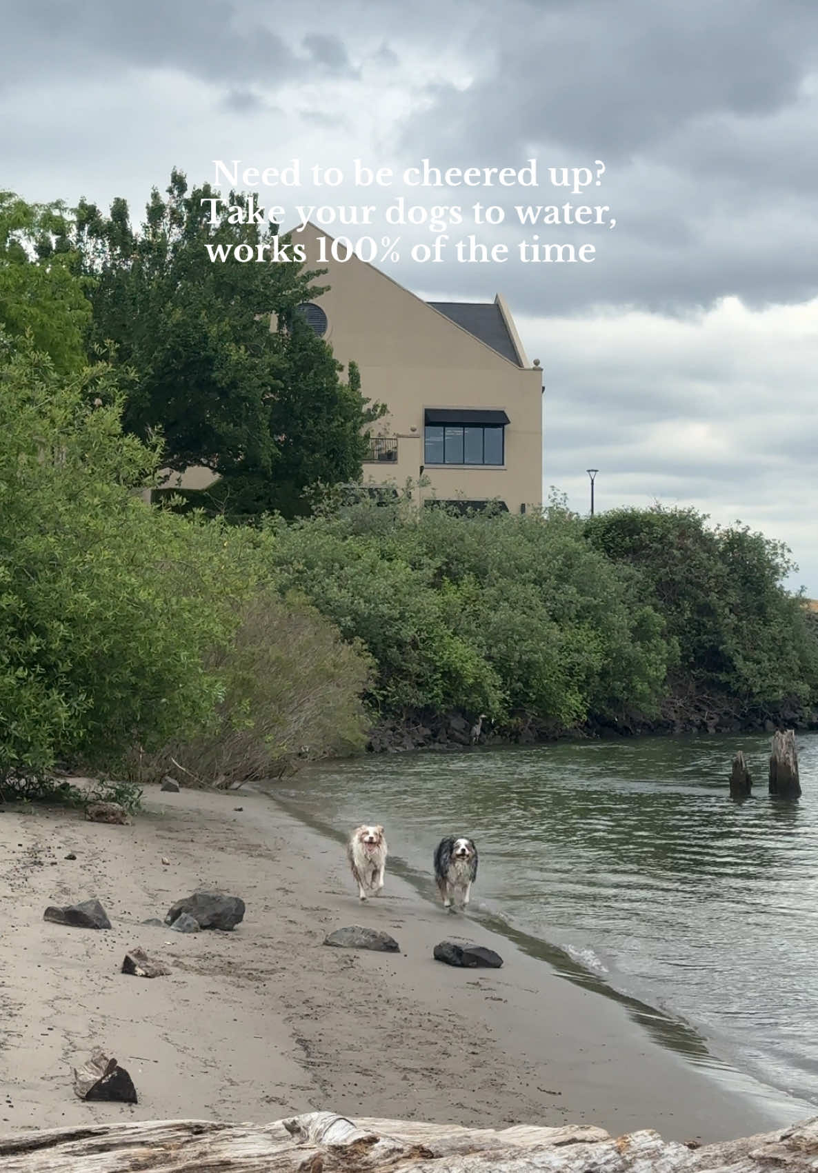 I love gloomy days where nobody else takes their dog out but us 😍  #dogmom #dogmomlife #dogmomaf #australianshepherd #mentalhealthmonth #waterdogs 