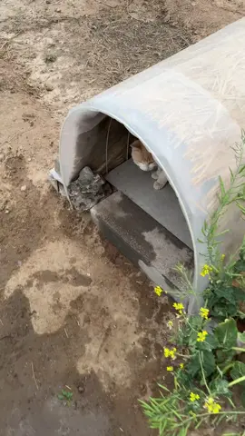 nghe nói mèo thích ăn cá