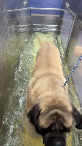 GUS loves this underwater treadmill.  It’s fantastic for large dogs . Its easy on their joints and has terrific resistance due to the water . #underwater #train #getfit #EnglishMastiff #EnglishMastiffsOfTikTok #BigDog #MastiffBigDog #mastiffsoftiktok #happy #bigboy #treadmill #fit 