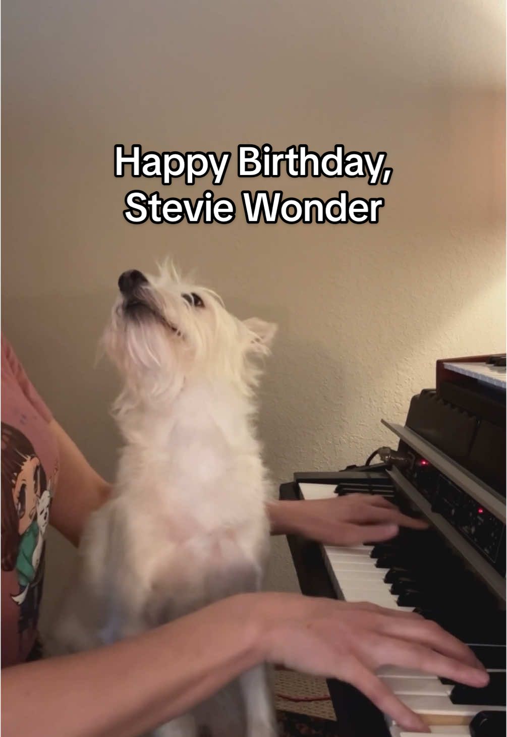 Happy birthday to the one and only Stevie Wonder. A little montage from me and Bradford to celebrate a true legend! ❤️🎹 #steviewonder #happybirthday #montage #pianocovers #dogsoftiktok #dogslife 