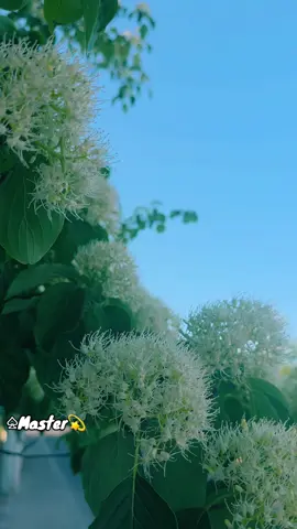 #beutiful #flowers #growmyaccount #forシ゚viral #forシ #you #100k 