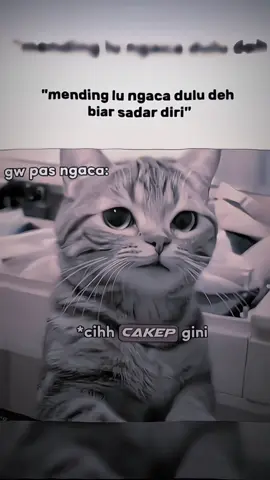 #kucing #fyp #CapCut 