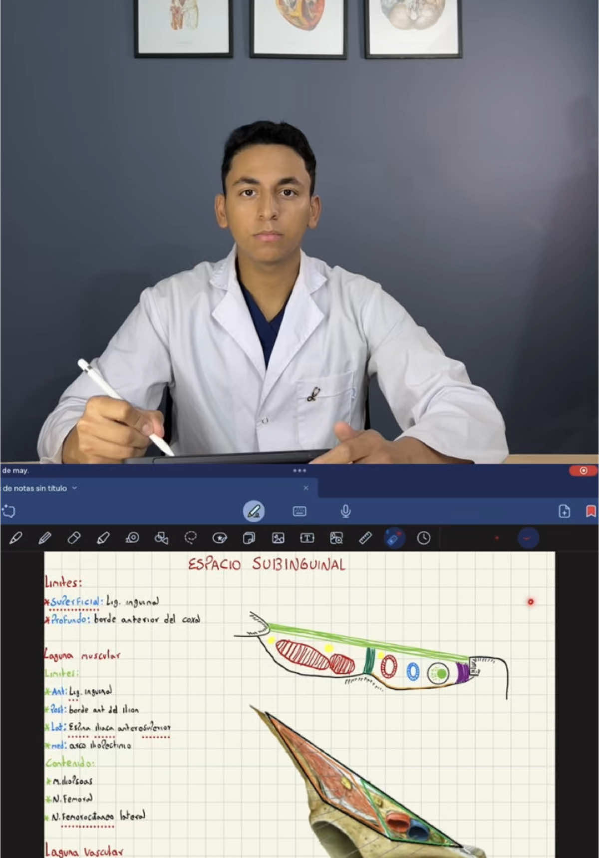 Descripción del espacio subinguinal #creatorsearchinsights #medicina #anatomia #estudiantedemedicina #uba #areadelasalud #facultaddemedicina 