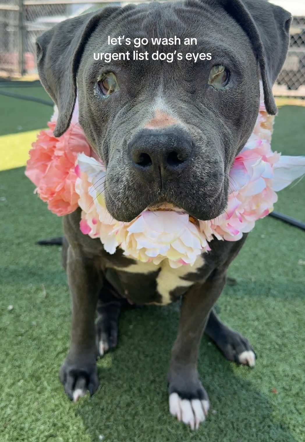 Update: adopted! if you would like to donate toward her eye surgery, her Venmo is @Kirstin-Heaton!  Candace has entropion, a condition that causes her eyelids to roll inward. It’s a simple fix with surgery. She’s on the urgent list and will lose her life on Thursday 5/15 if a rescue or adopter doesn’t save her! She’s at Pasadena Animal Shelter in Houston TX. #dogsoftiktok #adoptdontshop #adopt #rescuedog #doglover #dogmom #euthlist #fosterdog #adoptable #pittie #adoptme #entropion #eyes 