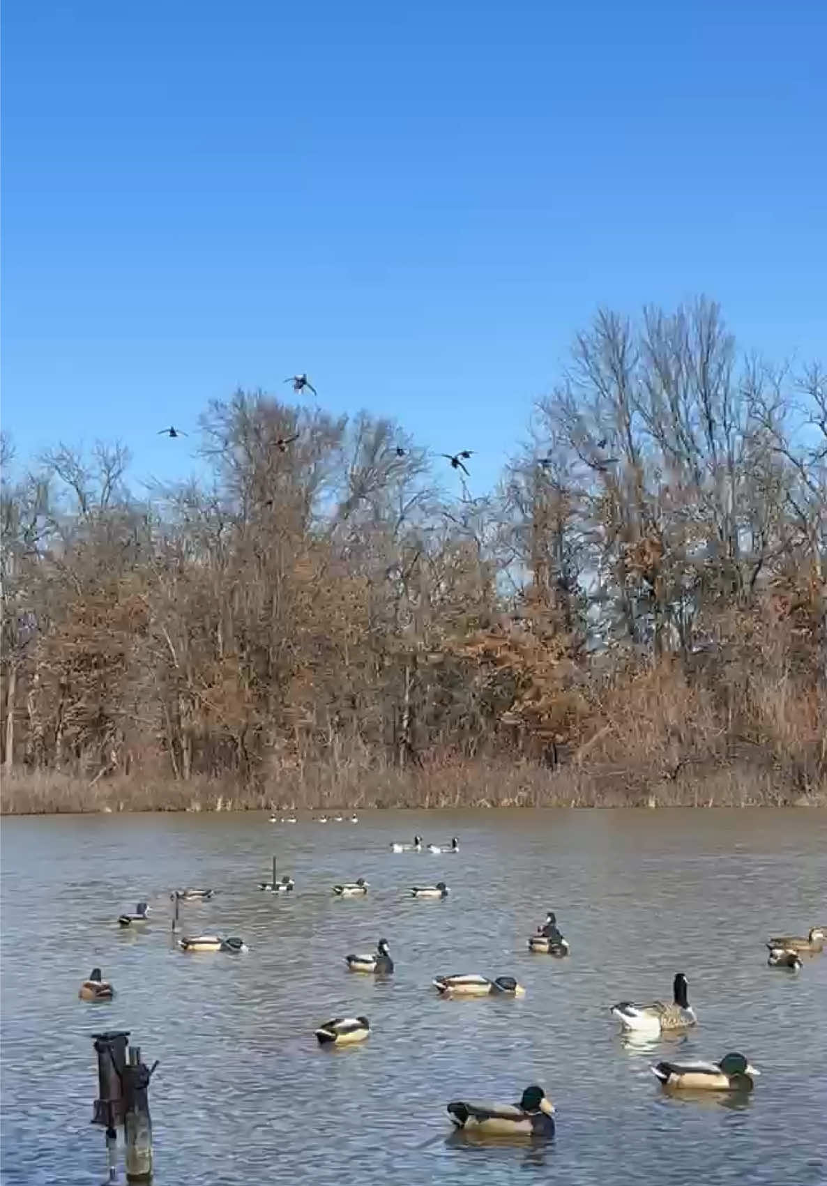❤️ Sunshine and wind at Love Lake. We’ll let you use your imagination to figure out how this one from @Tony Vandemore ended! #duckhunting #daydreaming #mallards #waterfowl