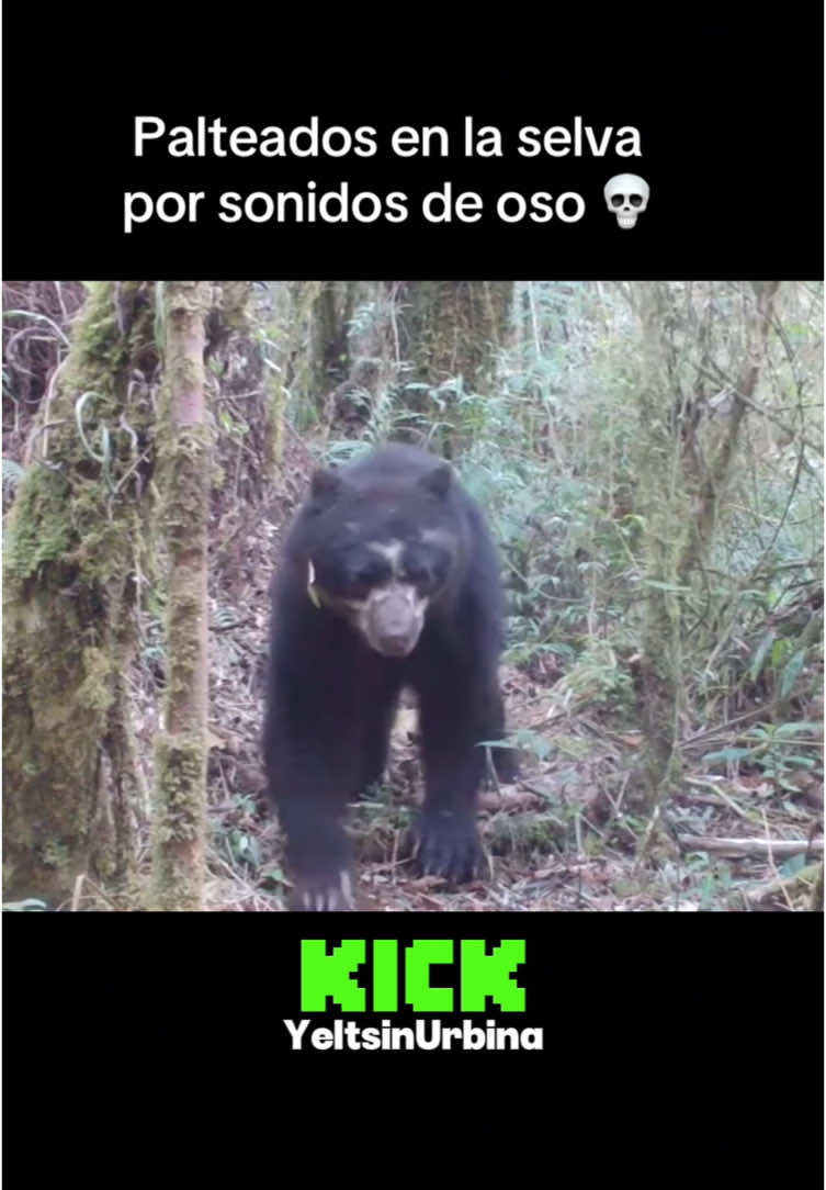 Suave con los osos de anteojos 💀 #humor #stream #fyp #clips 