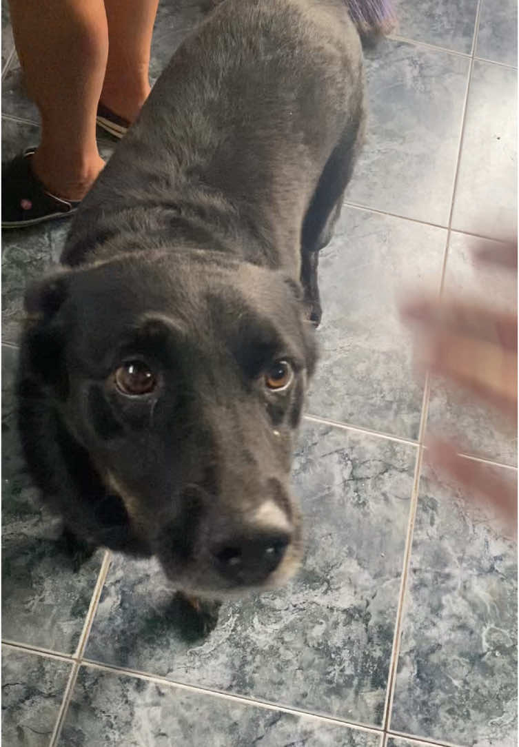 no vale el mio vino fallado #fyp #foryoupage #perros 