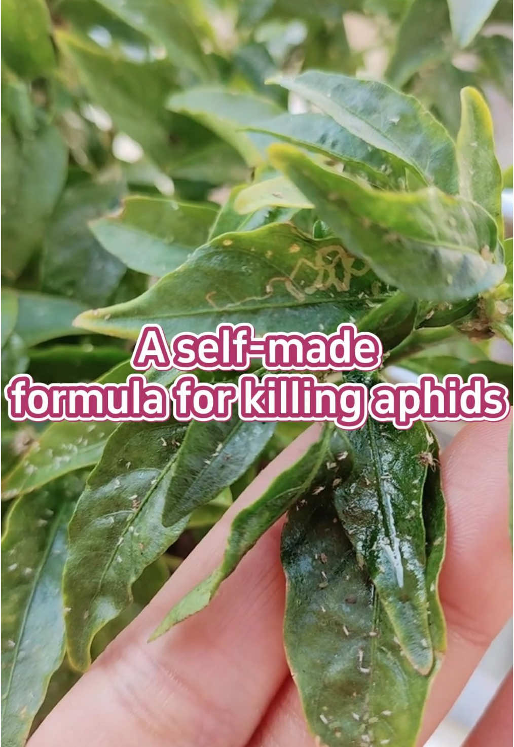 A self-made formula for killing aphids. #garden #gardening #gardentips #gardening101 #gardentok #gardeninghacks #gardeningtips #plant #planting #plantlover #planttips #planttiktok #PlantTok #farmlife #farming #farm #farmtok #farmer #agriculture #agricultura 