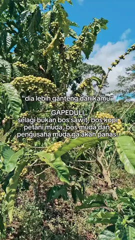 🫣#fyp #foruyou #tiktok #capcut #petanimuda #bossawit🌴 #boskopi #petanikopi #bosmuda😎😎😎 #foryoupage #kopisumatra #petanisawit #xybca #4u 