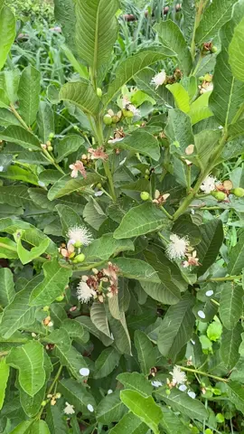 ขอจ่มเเหน่ ดกจนขี้เกียจเด็ด #หงจ้วนสือ #ฟีดดดシ #ต้นพันธุ์ฝรั่ง 