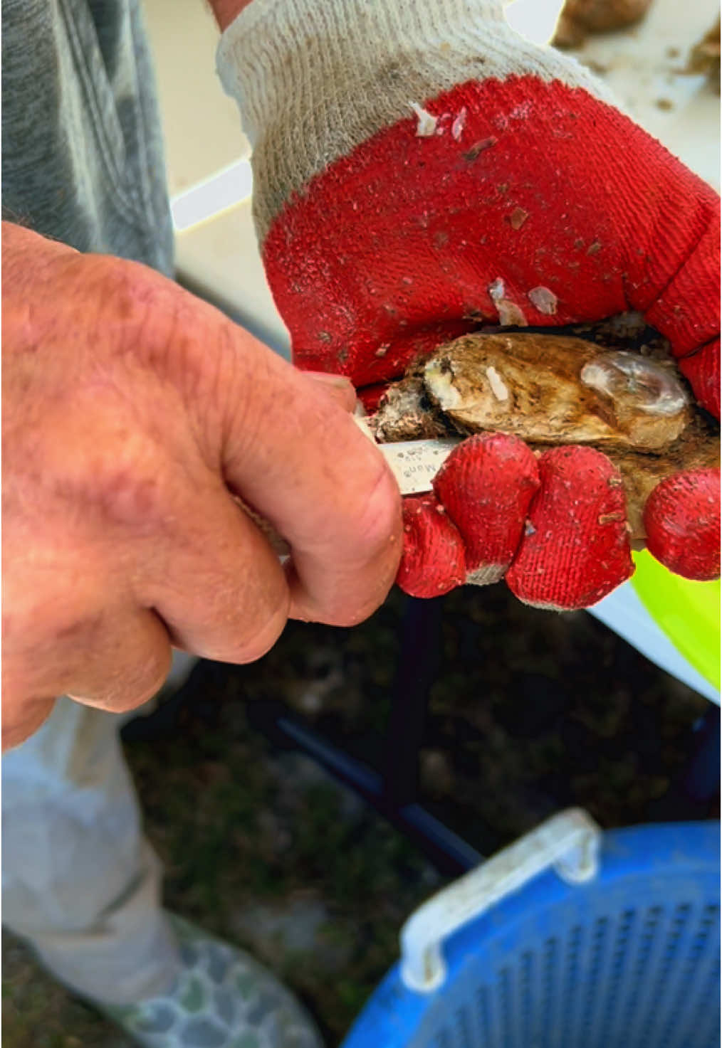 FLORIDA VIBEZ 🦪 #florida #eat #food #oysters #grilled #raw #shuck #fla #realflorida #yee 
