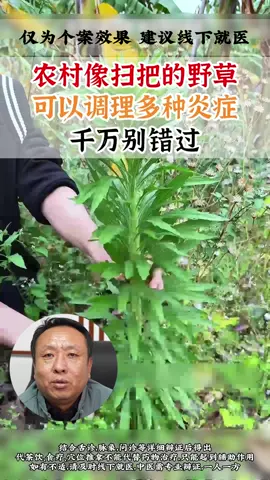 老中医的土方子，像扫把的野草，可以调理身体多种炎症。#中医 #中药 #养生 #健康 #炎症 #wellness #chinesemedicine 