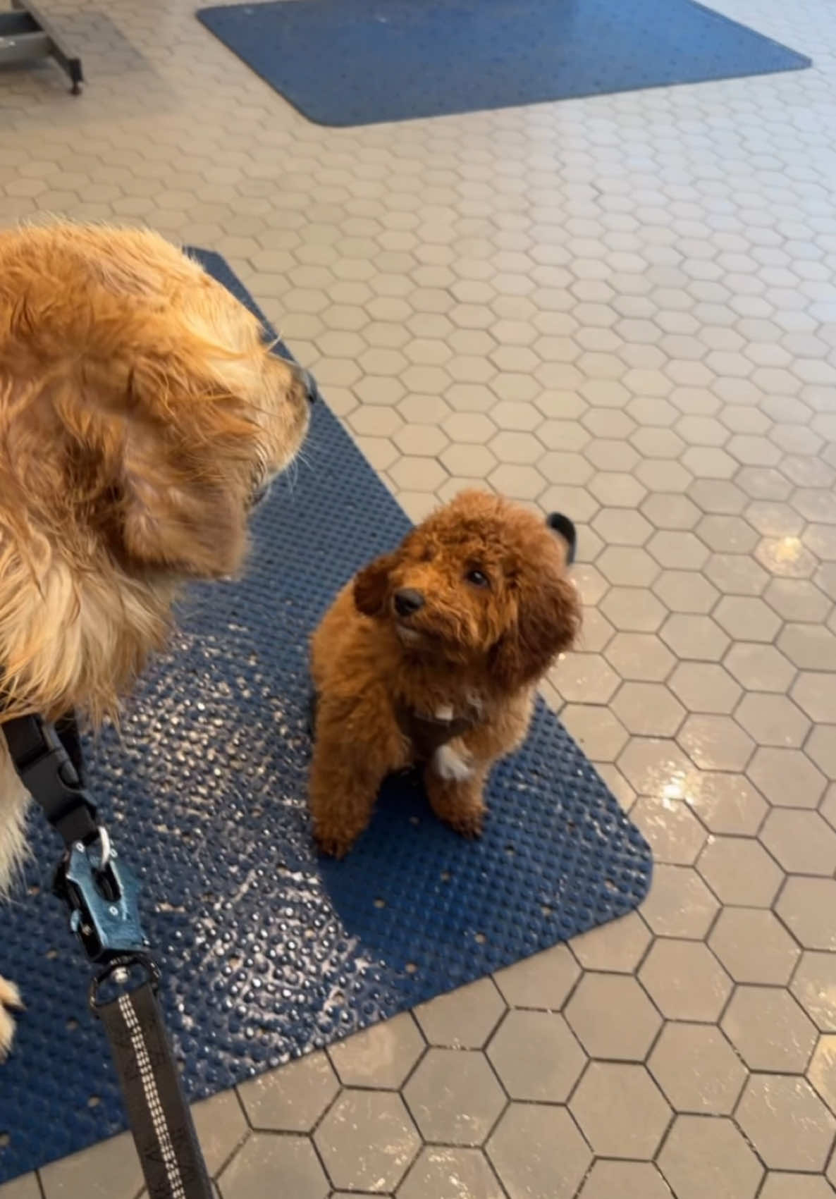 my dog has his own emotional support dog  #goldenretriever #cavapoo #puppytiktok #dogsoftiktok #puppylife #cutedogs 