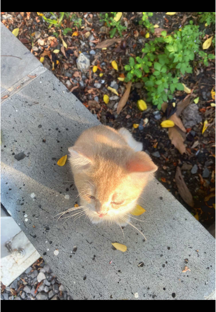 #cat#meo  