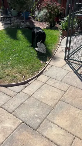 Mind you this thing weights 6 lbs….you are not sneaky my friend. Nothing is safe when the puppy is out to play! #fyp #dogmomlife #sahdogmom #blacklabsoftiktok #blacklab #blacklabsquad #blacklabsmatter #creatorsearchinsights #creatorfund #fyppppppppppppppppppppppp #blacklabrador #dogsoftiktok #blacklabpuppy #dogsvideo #dogs 