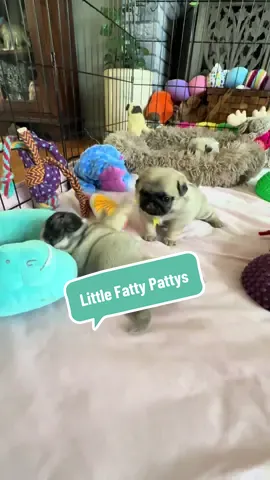So much going on in Puppyville! While Vivi and Daisy are working on their wrestling moves, little Lucy Goosey is working on using the potty tray….WOOF!!🥹🍼🩷🧸🍼💛🧸🍼💜🧸🤭 #PuppyLife #LittleFattyPattys #Pugdashians @Lovepugsandkisses 