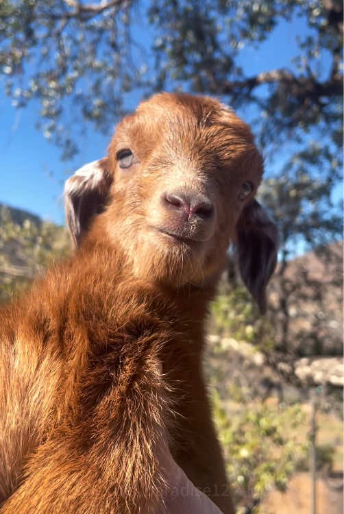 Goats are the cutest animals. 🥰🥰#goat #cute #goats #goat🐐 #pet #goatsoftiktok #funny 