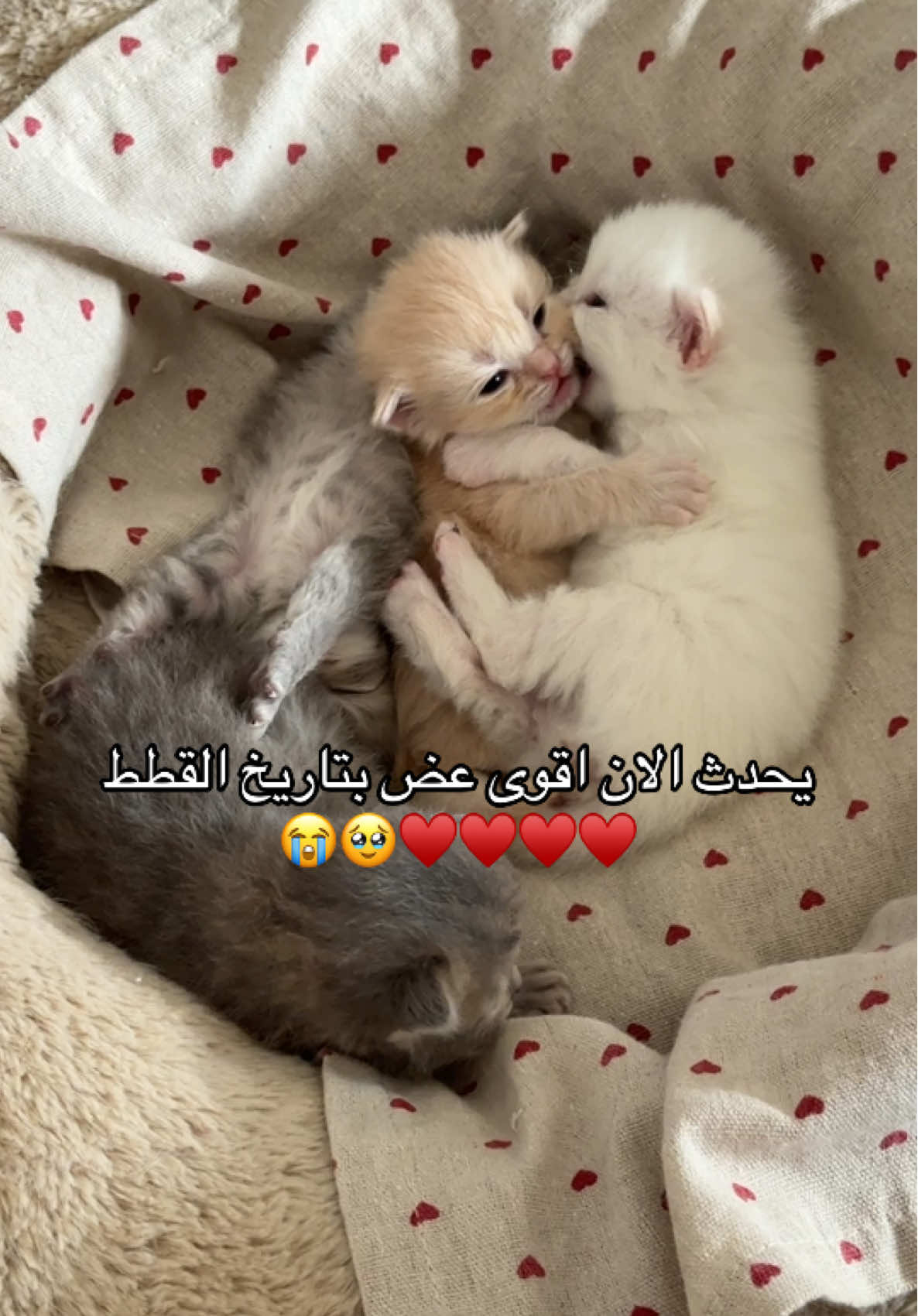 من يبغى  يجرب العضه🌝😩♥️#fyppppppppppppppppppppppp #بدون_هشتاق #explore 
