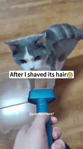 After you shave your cat.the cat’s reaction 😹🙀😾 #cat #cats #cutecat #catlover #catsoftiktok #fyp #foryou #funny #foryoupage #funnyvideos #funnycat #funnytiktok #funnyanimal 