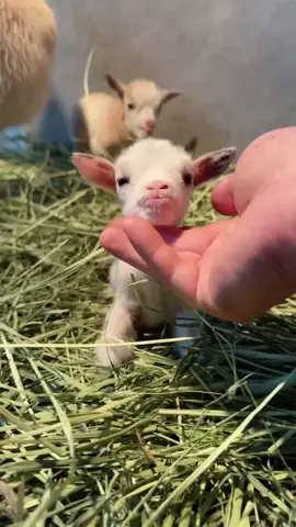 Cute little goat #baby #happy #funny #cute #foryou #fyp #goat 