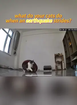 What do your cats do when an earthquake strides? 👀#foryou #fyp #catsoftiktok #cat #usa🇺🇸 #surveillancevideo #earthquake 